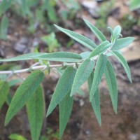 Salvia leucantha Cav.